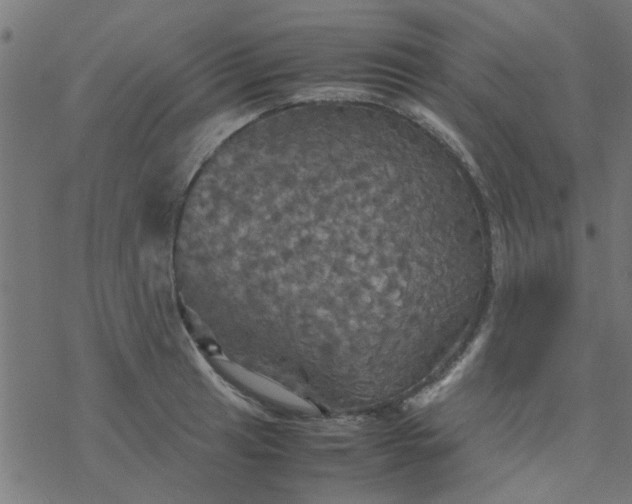 X0000077361041200611031841