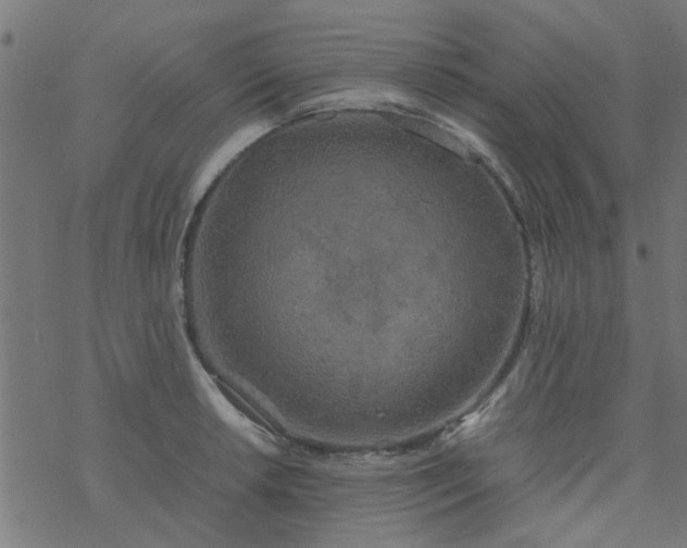 X0000077361042200611031841