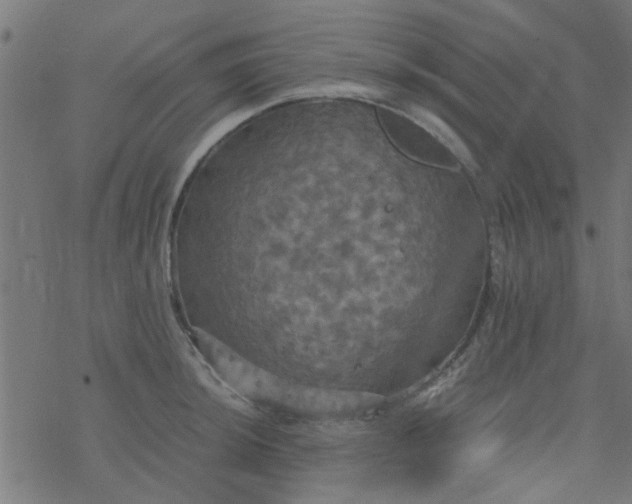 X0000077361044200611031841