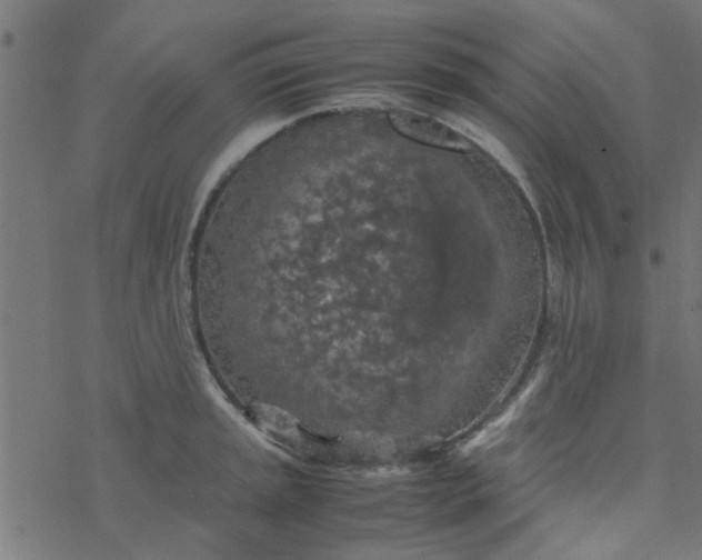 X0000077361045200611031841