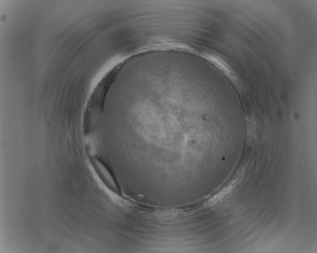 X0000077361046200611031841