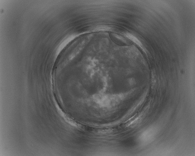 X0000077361047200611031841