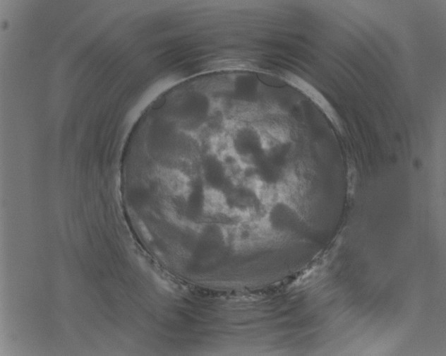 X0000077361051200611031841