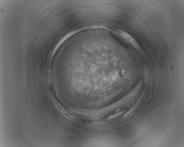 X0000077361052200611031841