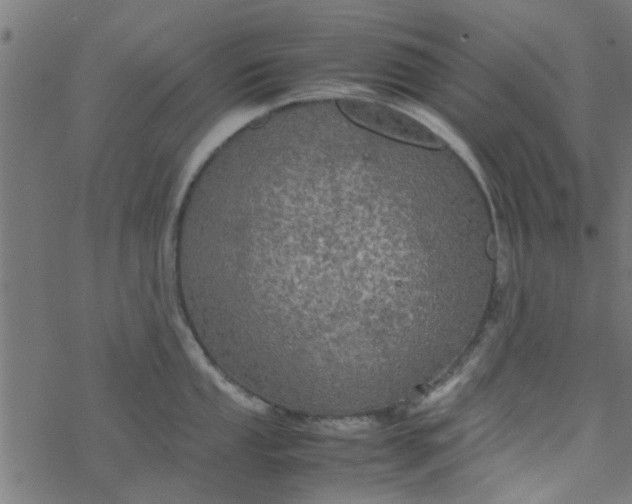 X0000077361053200611031841