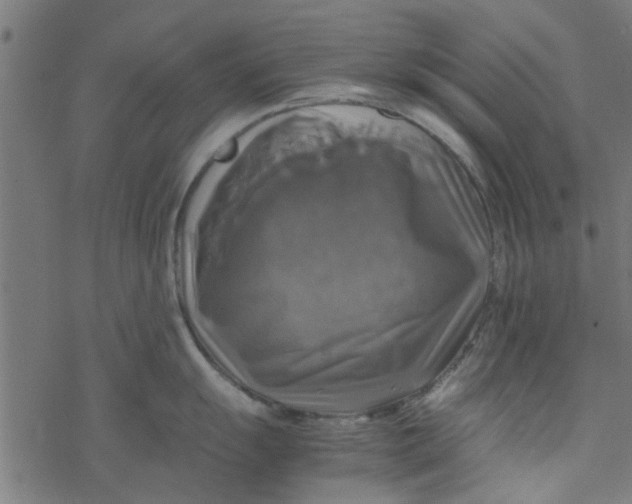 X0000077361055200611031841