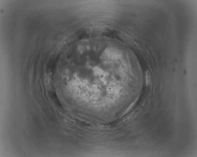 X0000077361059200611031840