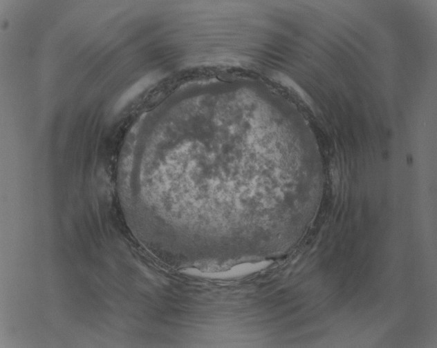 X0000077361064200611031840