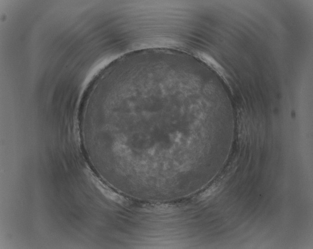 X0000077361072200611031840