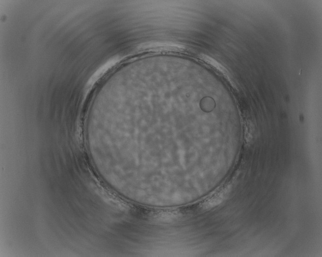 X0000077361074200611031840