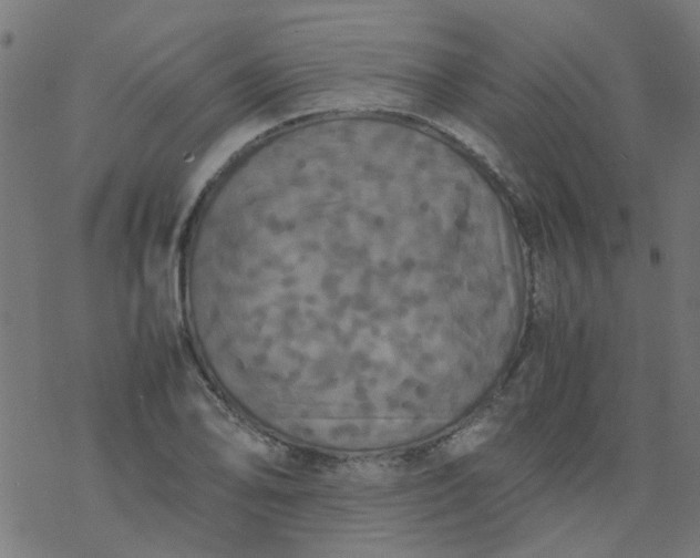 X0000077361078200611031840