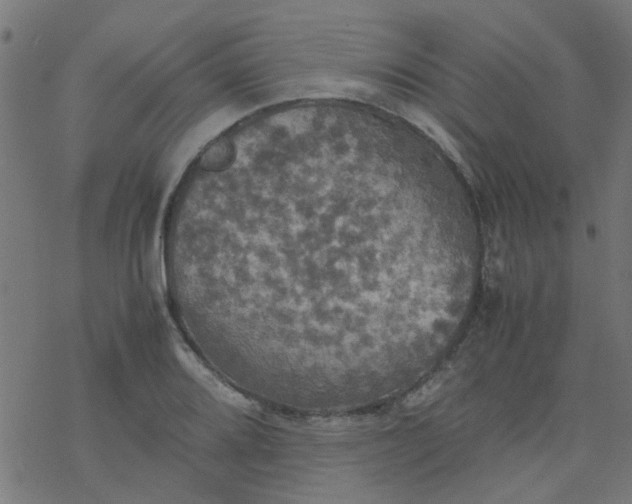 X0000077361080200611031840