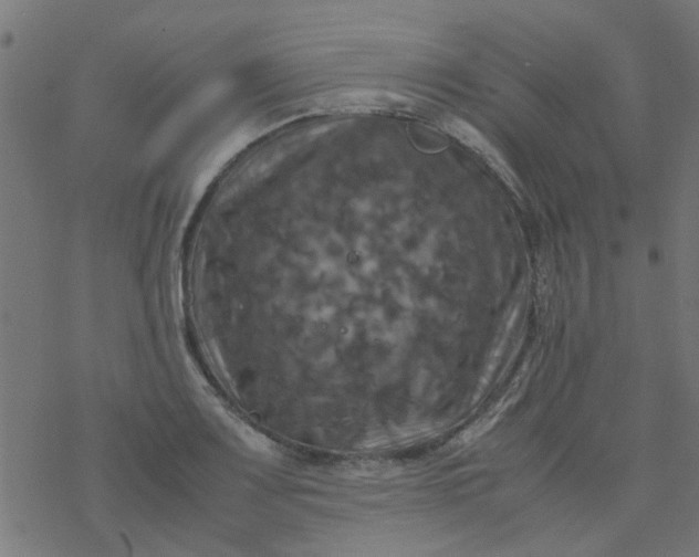 X0000077361083200611031840