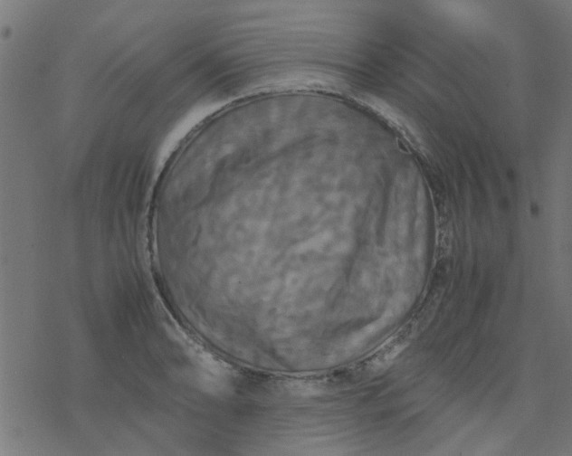 X0000077361086200611031840