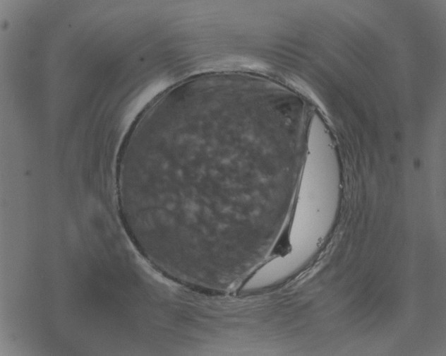 X0000077361087200611031840