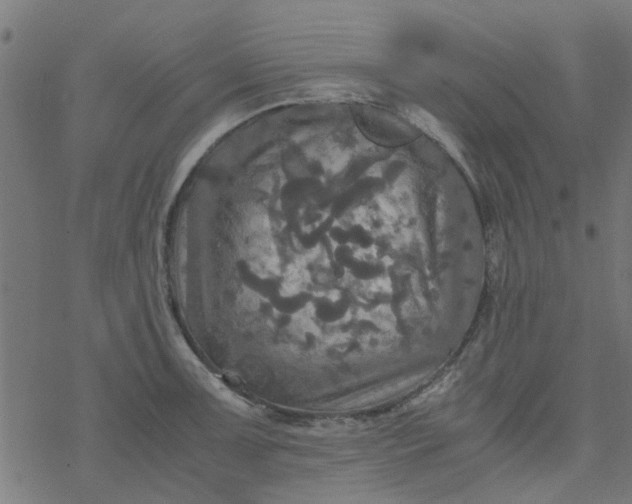 X0000077361091200611031840