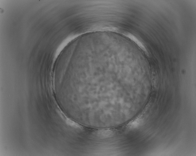 X0000077361094200611031840