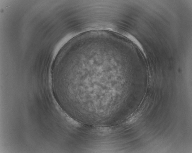 X0000077361096200611031840