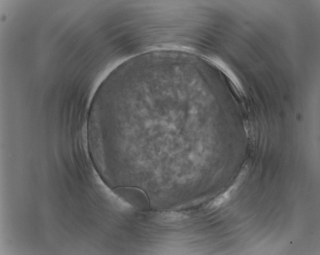 X0000077361100200611031840