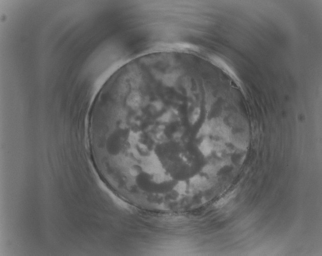 X0000077361103200611031840