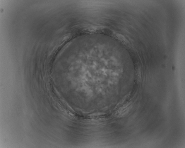 X0000077361105200611031839