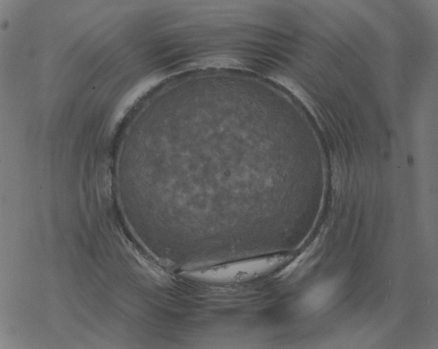 X0000077361115200611031839