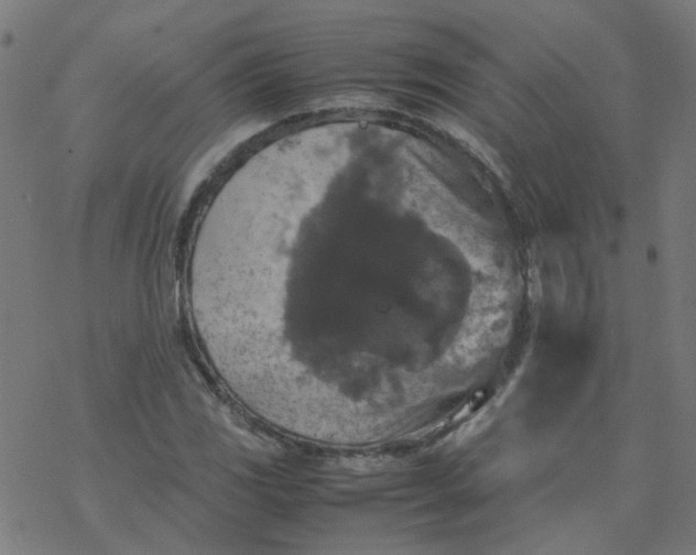 X0000077361117200611031839