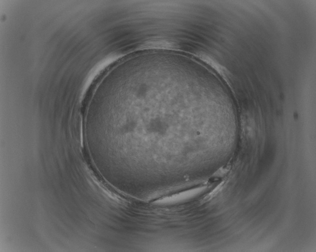 X0000077361123200611031839