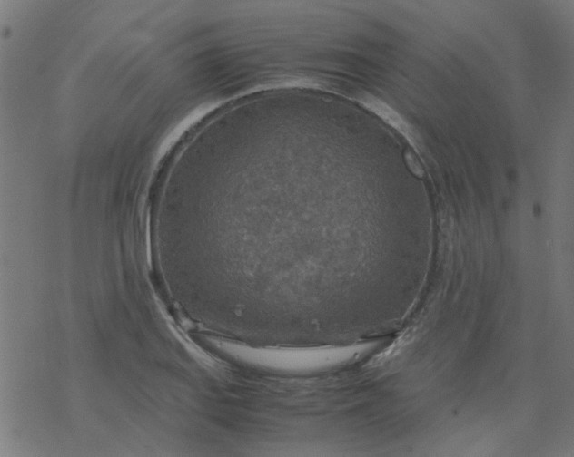 X0000077361127200611031839