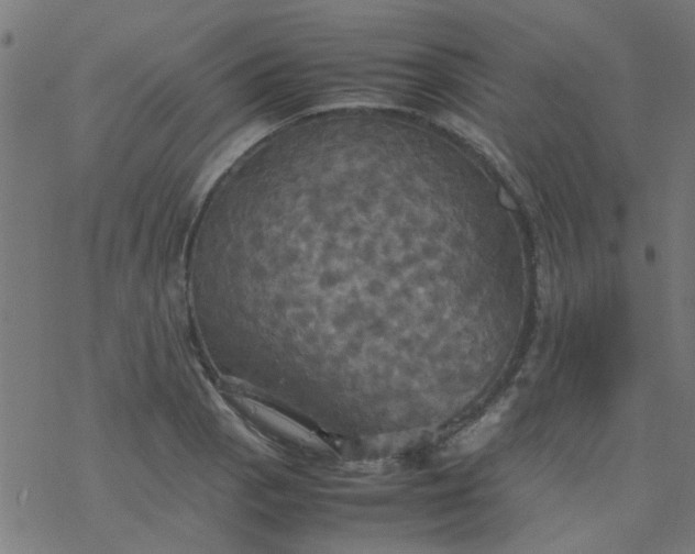 X0000077361129200611031839