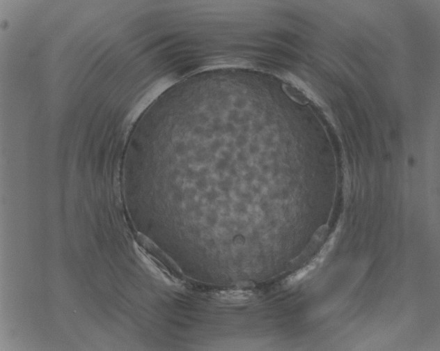 X0000077361137200611031839