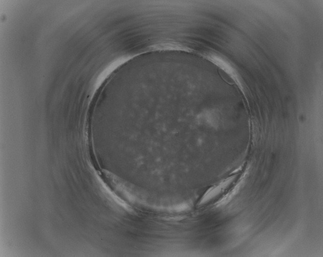 X0000077361141200611031840