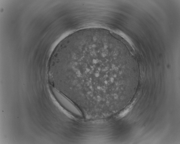 X0000077361142200611031840