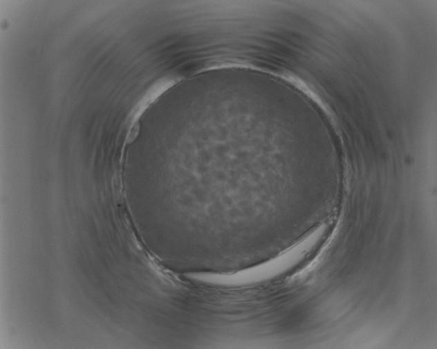 X0000077361145200611031840