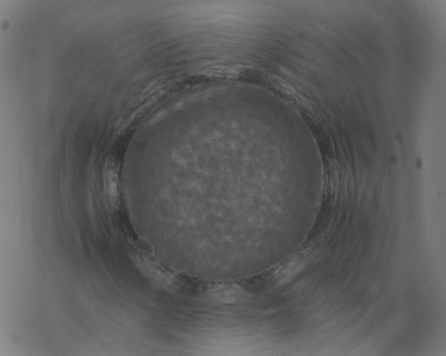 X0000077361154200611031839