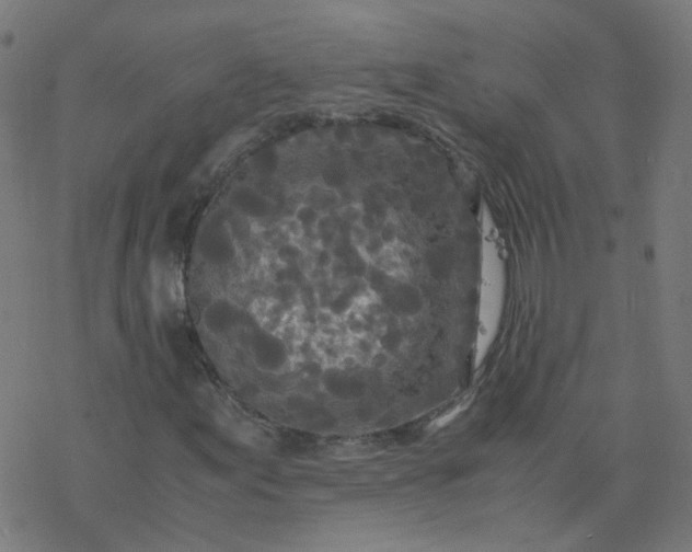 X0000077361155200611031839