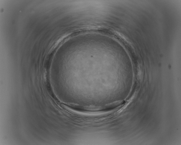 X0000077361161200611031839