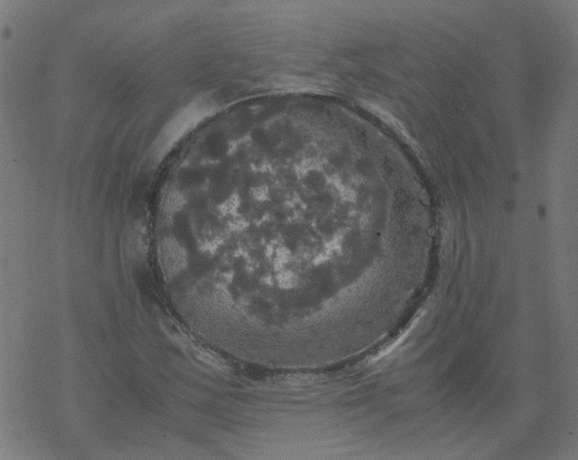 X0000077361163200611031839