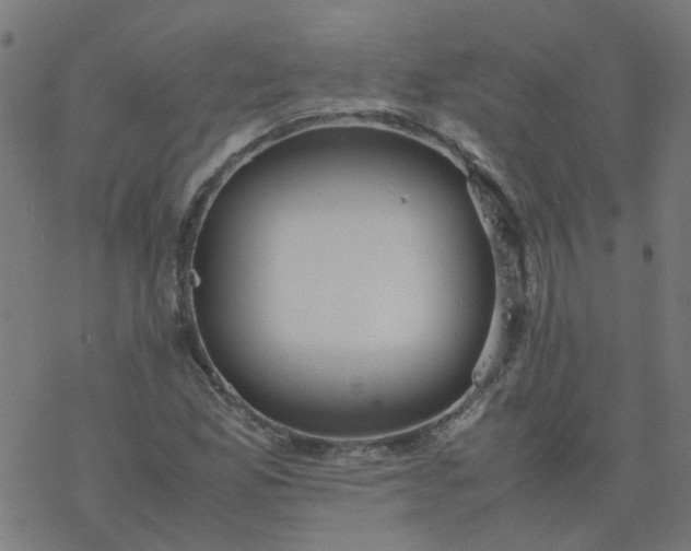 X0000077361165200611031839