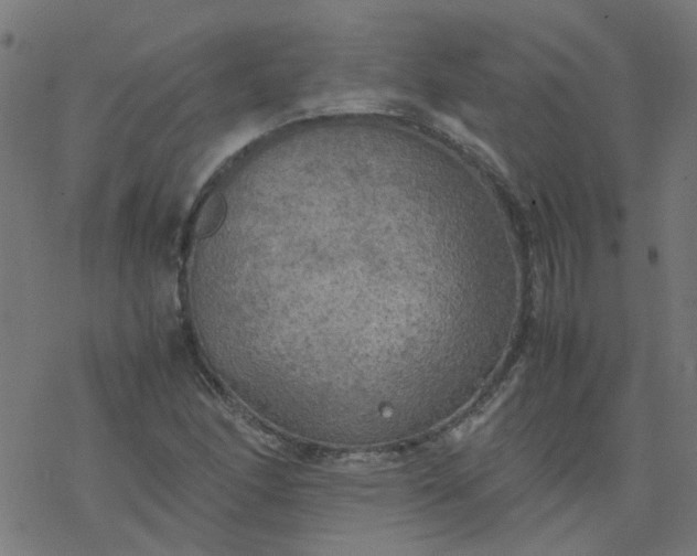 X0000077361166200611031839