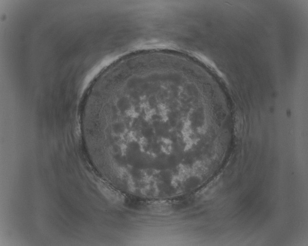 X0000077361167200611031839