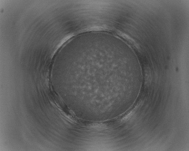 X0000077361170200611031839