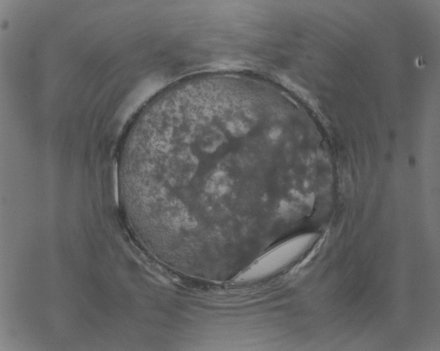 X0000077361171200611031839