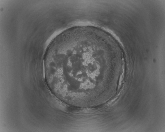 X0000077361175200611031839