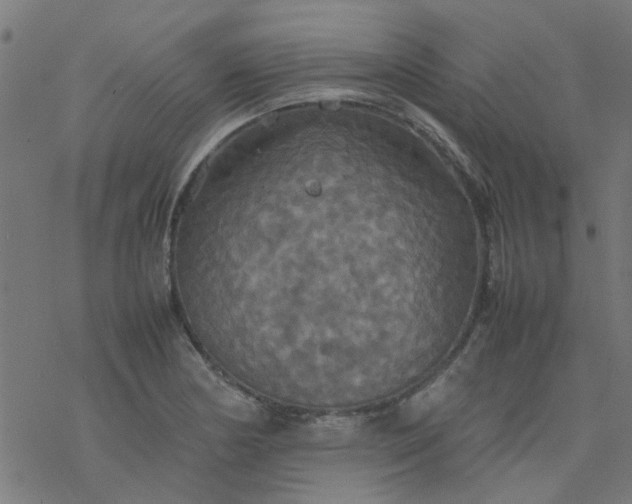 X0000077361178200611031839