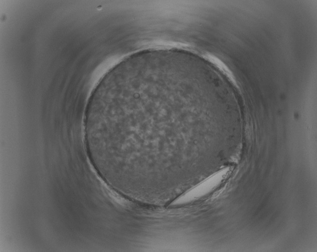 X0000077361183200611031838