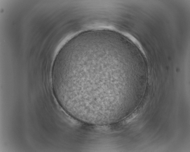 X0000077361191200611031838