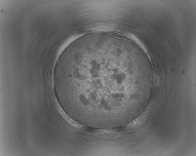 X0000077361195200611031838