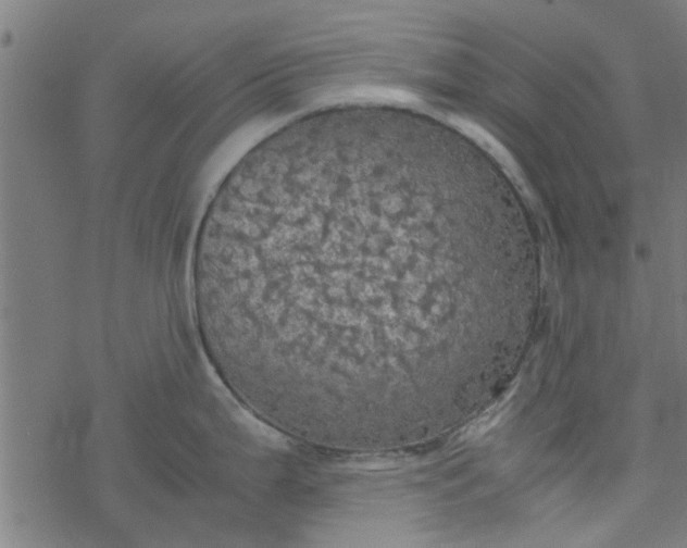 X0000077361199200611031838