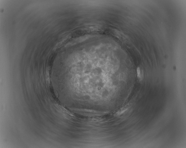 X0000077361203200611031837